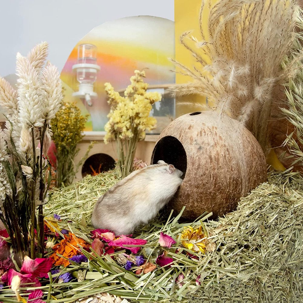 Coconut Hut Hamster House Bed for Gerbils Mice Small Animal Cage Habitat Décor Natural Coconut Shell House Cage Hamster Animals & Pet Supplies > Pet Supplies > Small Animal Supplies > Small Animal Habitats & Cages AAOMASSR   