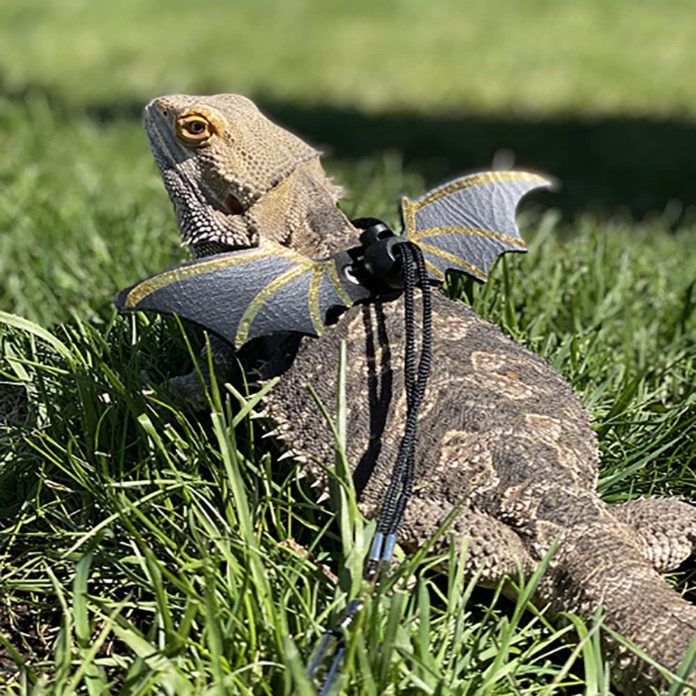 Genuine Leather Bearded Dragon Bat Wings with 3 Sizes Lizard Harness Metal Chain Leash with Fruit Charms for Amphibians Bearded Dragon Iguana Gecko Chameleon Reptiles Animals & Pet Supplies > Pet Supplies > Reptile & Amphibian Supplies > Reptile & Amphibian Food Foeses   