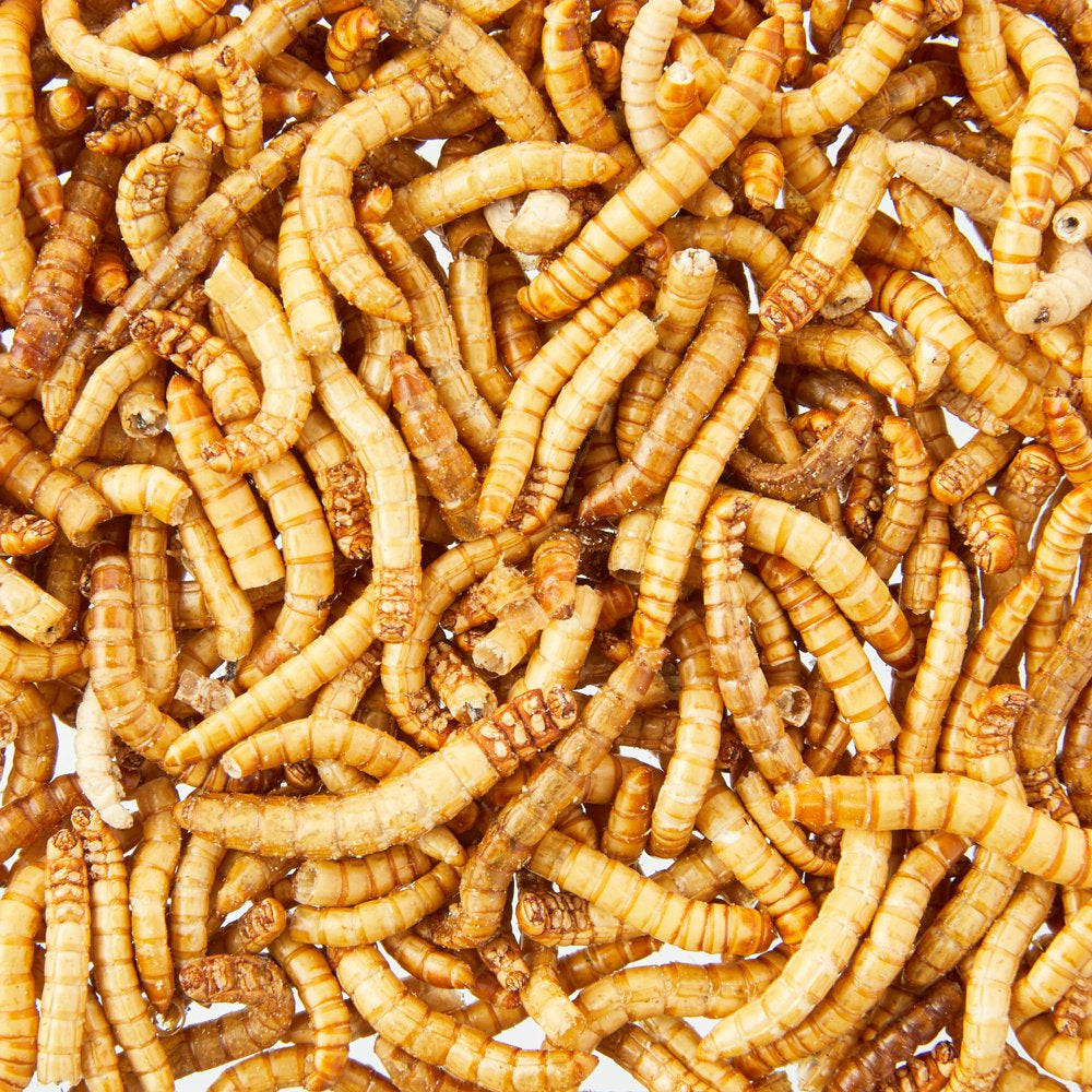 Aqua Culture Freeze-Dried Mealworms for Birds, Reptiles & Fish, 1.6 Oz Animals & Pet Supplies > Pet Supplies > Reptile & Amphibian Supplies > Reptile & Amphibian Food Wal-Mart Stores, Inc.   