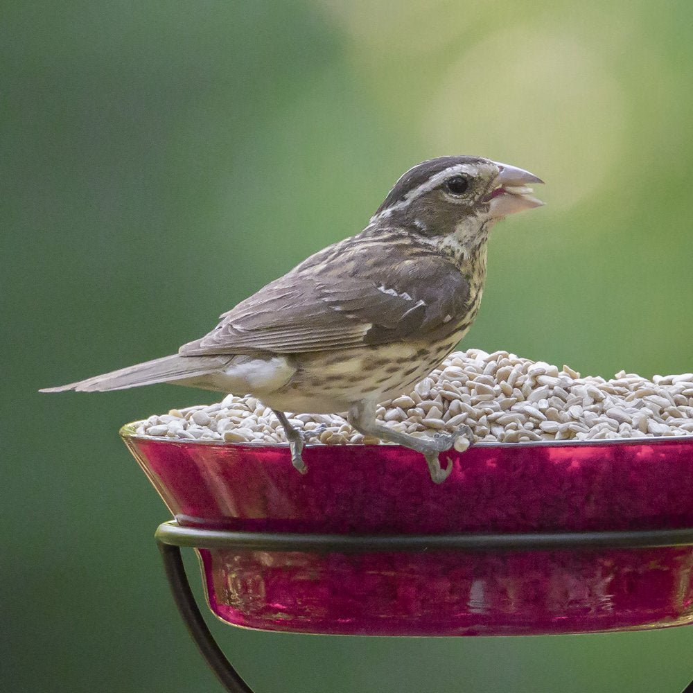 Audubon Park Sunflower Hearts Wild Bird Food, 15 Lbs. Animals & Pet Supplies > Pet Supplies > Bird Supplies > Bird Food Global Harvest Foods Ltd.   