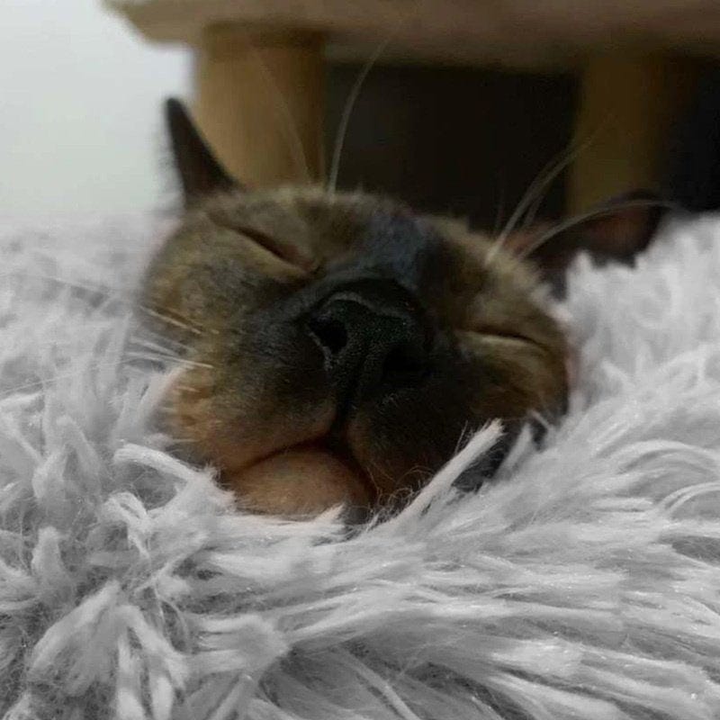 7 Colors round Plush Cat Bed Dog House Puppy Cushion Pet Sleep Winter Warm Blanket Fluffy Soft Pet Bed Animals & Pet Supplies > Pet Supplies > Cat Supplies > Cat Beds Willstar   