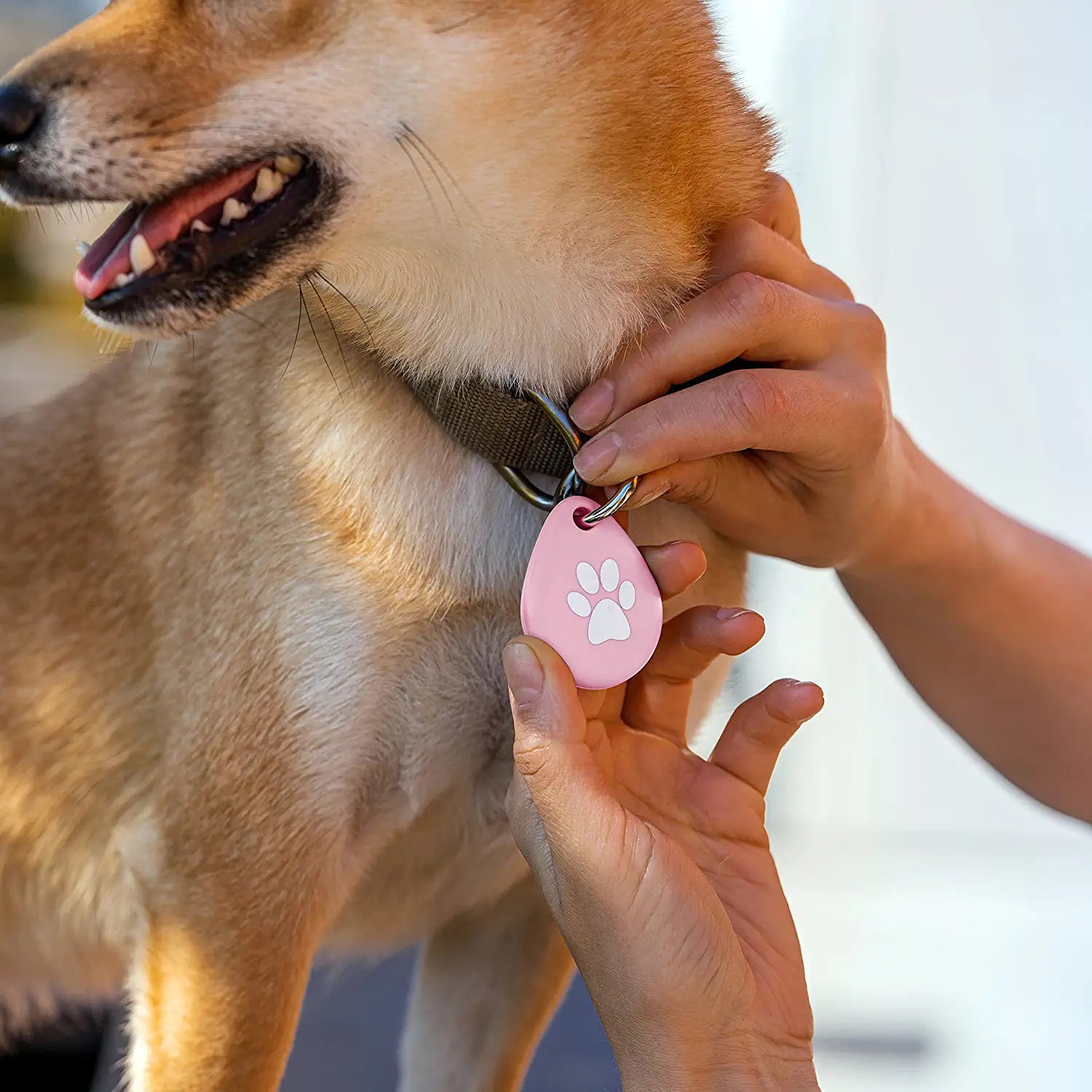 Support de collier Airtag pour chien, Anti-perte, pour Apple