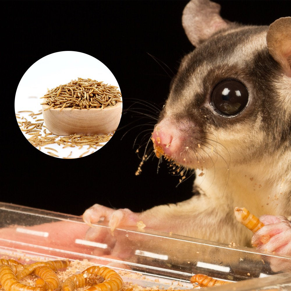 LUCKYQ Dried Mealworms 11Lb,High-Protein Bulk Mealworms for Birds, Chickens, Turtles, Fish, Hamsters, and Hedgehogs, Non-Gmo and Chemical Free, All Natural Animal Feed Animals & Pet Supplies > Pet Supplies > Small Animal Supplies > Small Animal Food LUCKYQ   