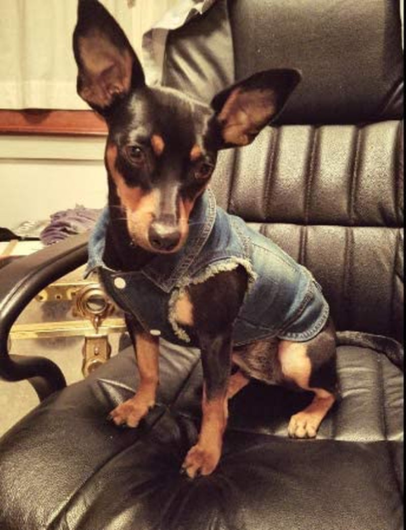 Companet Dog Jean Jacket, Breathable Pet Clothes for Small Medium Dogs Cats,Cool Blue Denim Coat Lapel Vests Classic Puppy Blue Vintage Washed Clothes Scratch Design Animals & Pet Supplies > Pet Supplies > Dog Supplies > Dog Apparel mondon   