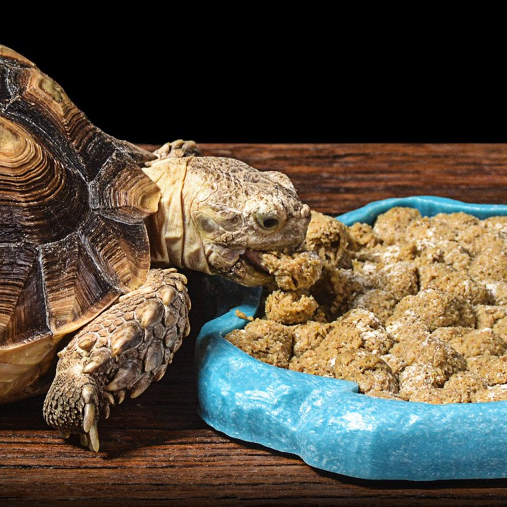 Pet Vivarium Tortoise Gecko Reptile Feeding Bowl Dish Feader