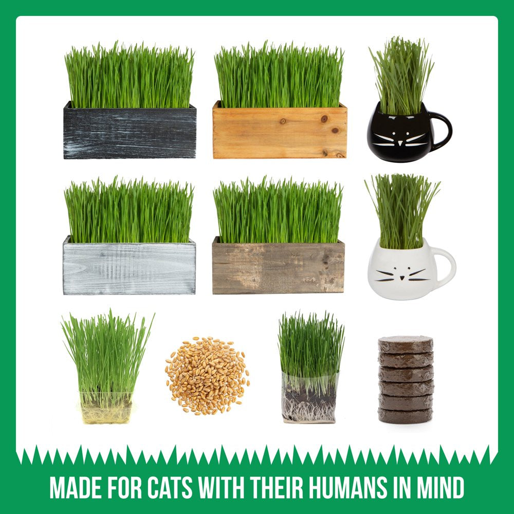 The Cat Ladies Organic Cat Grass Growing Kit with Black Wooden Planter Animals & Pet Supplies > Pet Supplies > Cat Supplies > Cat Treats The Cat Ladies   