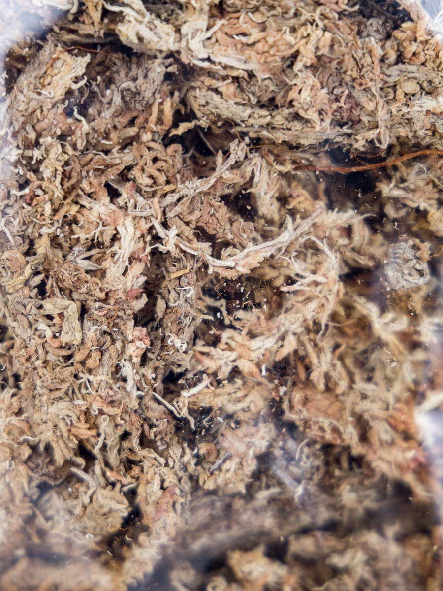 Josh'S Frogs Chilean Sphagnum Moss (100G Bag) Animals & Pet Supplies > Pet Supplies > Reptile & Amphibian Supplies > Reptile & Amphibian Substrates Josh's Frogs   