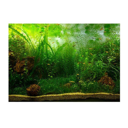 Aquarium Background Poster -Sided Sticker Plants 61X30Cm Animals & Pet Supplies > Pet Supplies > Fish Supplies > Aquarium Decor Gazechimp 122x46cm  