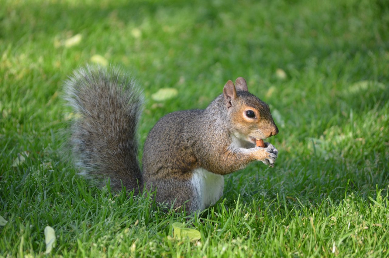 Wakefield Peanut Co Virginia Peanuts Bulk 45LB Bag Raw Shelled Animal Peanuts for Squirrels, Birds, Deer, Pigs and a Wide Variety of Wildlife Animals & Pet Supplies > Pet Supplies > Small Animal Supplies > Small Animal Food Wakefield Peanut Co   