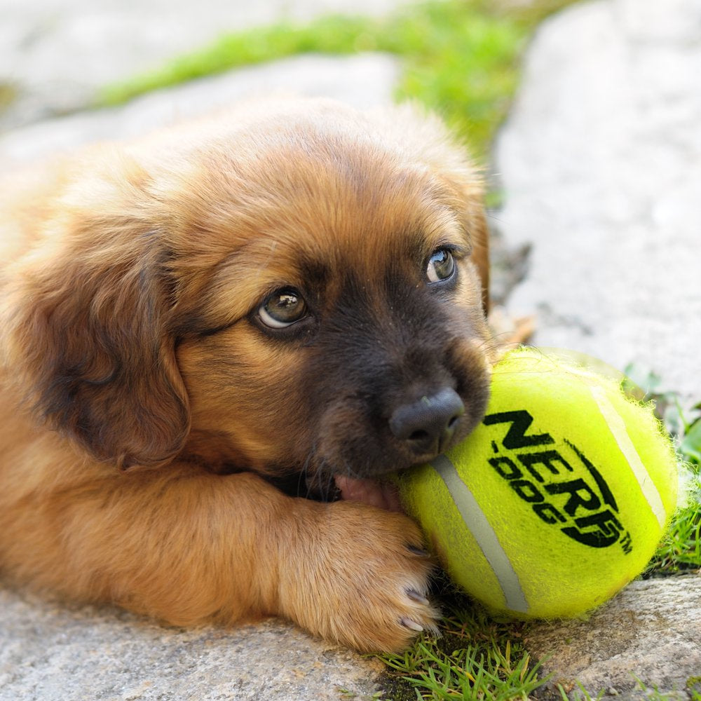 Nerf Dog 2” Squeak Tennis Ball Dog Toy 4-Pack Animals & Pet Supplies > Pet Supplies > Dog Supplies > Dog Toys Gramercy Products   