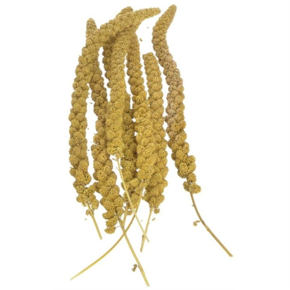 Sunseed Golden Millet Spray Natural Bird Treat Animals & Pet Supplies > Pet Supplies > Bird Supplies > Bird Treats SunSeed   