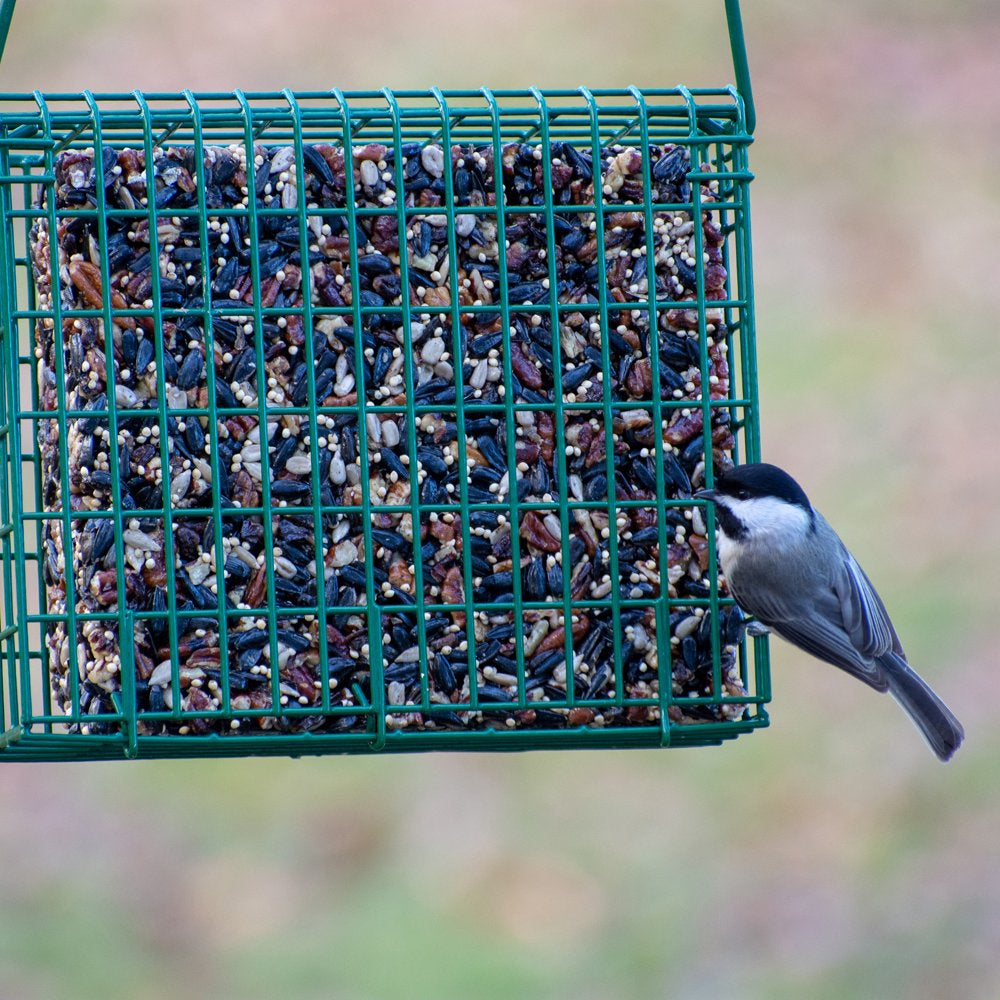 C&S Songbird Seed & Suet Snak, 36 Oz, Wild Bird Food, 6 Pack Animals & Pet Supplies > Pet Supplies > Bird Supplies > Bird Food Central Garden and Pet   