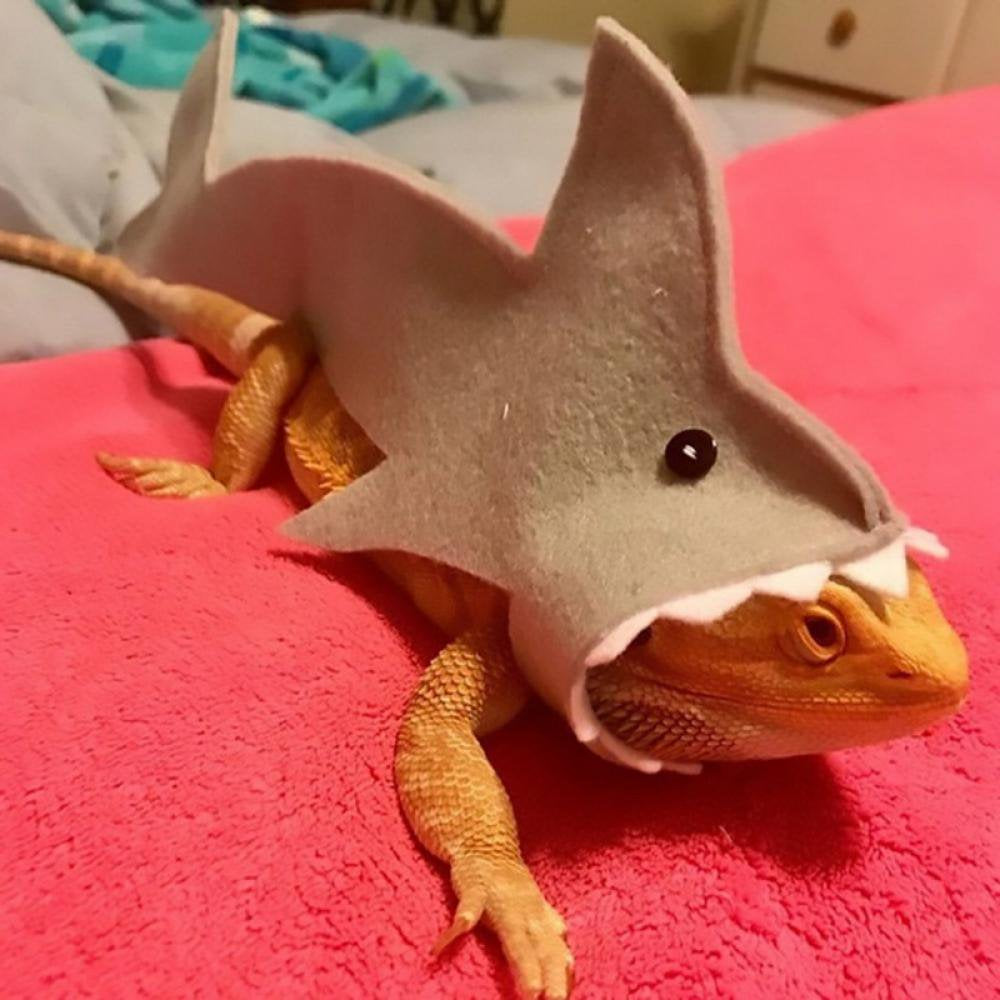 Clearance! Bearded Dragon Shark Outfit Lizard Reptile Shark Costume Handmade Felt Bearded Dragon Harness for Chameleon Gecko Anole Iguana Amphibians, Gray, S Animals & Pet Supplies > Pet Supplies > Dog Supplies > Dog Apparel Peyan   