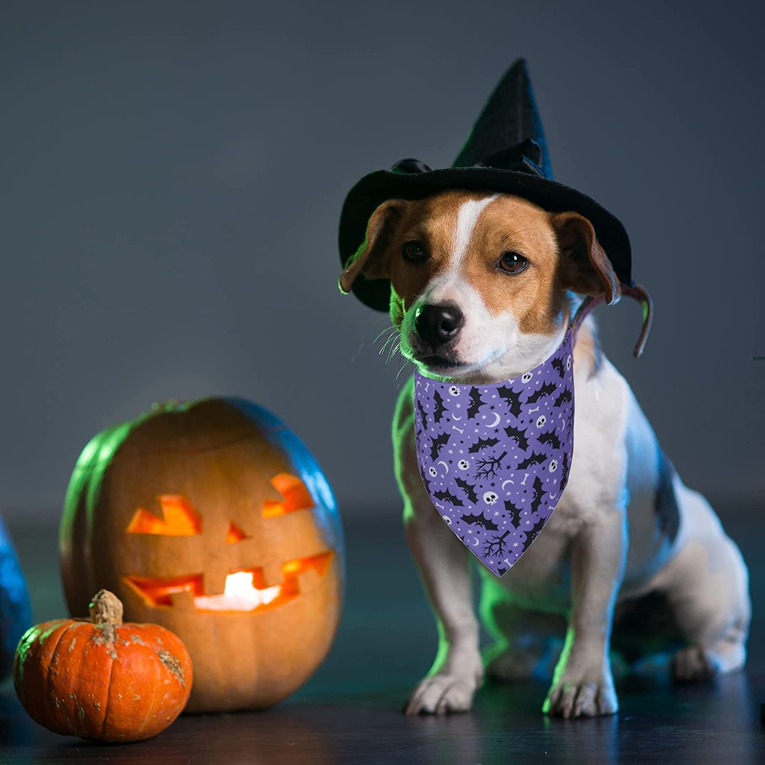 ADOGGYGO 2 Pack Halloween Dog Bandanas, Reversible Triangle Dog Scarf Accessories Halloween Bandanas for Small Medium Large Dogs Pets (Purple) Animals & Pet Supplies > Pet Supplies > Dog Supplies > Dog Apparel ADOGGYGO   