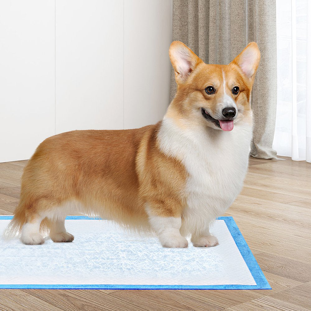 Puppy Potty Training Pet Pads Dog Diaper Disposable Super Absorbent an –  KOL PET