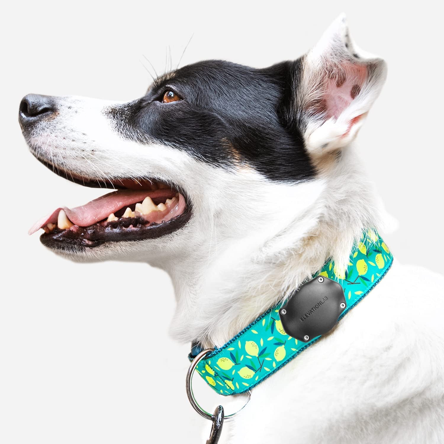 Tagvault Pet: the Waterproof Collar Mount for Apple Airtag, Ultra-Durable, Fits All Width Collars