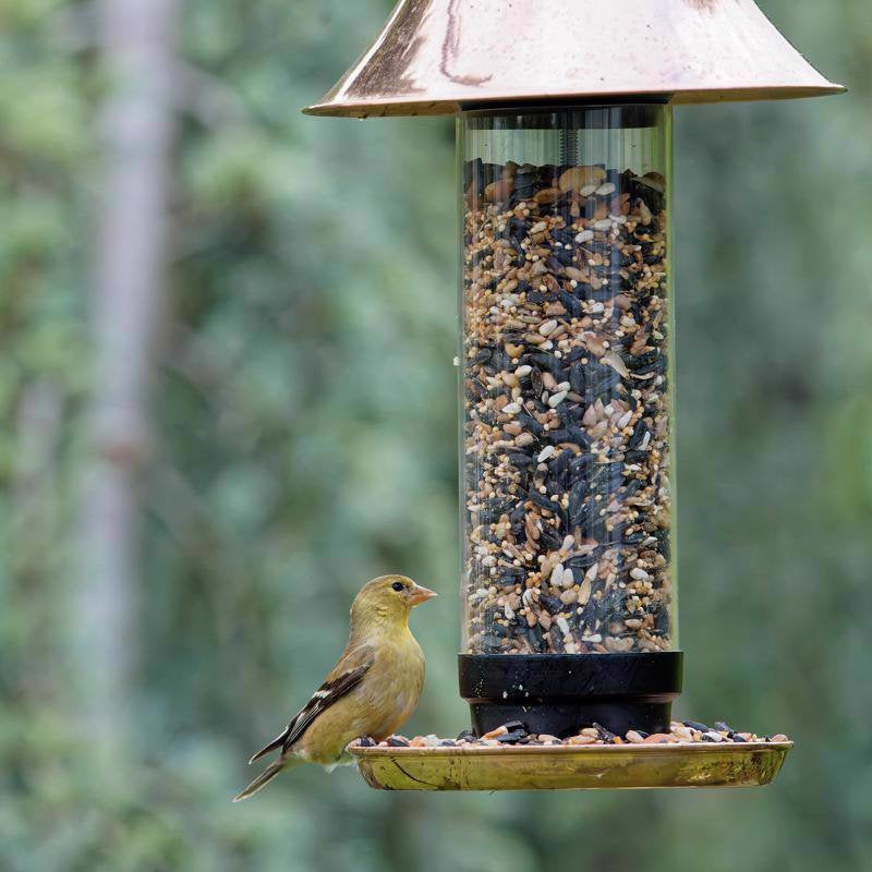 Global Harvest Foods 8039227 Songbird Selections Chickadee & Nuthatch Bird Seed&#44; Striped Sunflower Seed Animals & Pet Supplies > Pet Supplies > Bird Supplies > Bird Treats Global Harvest Foods   