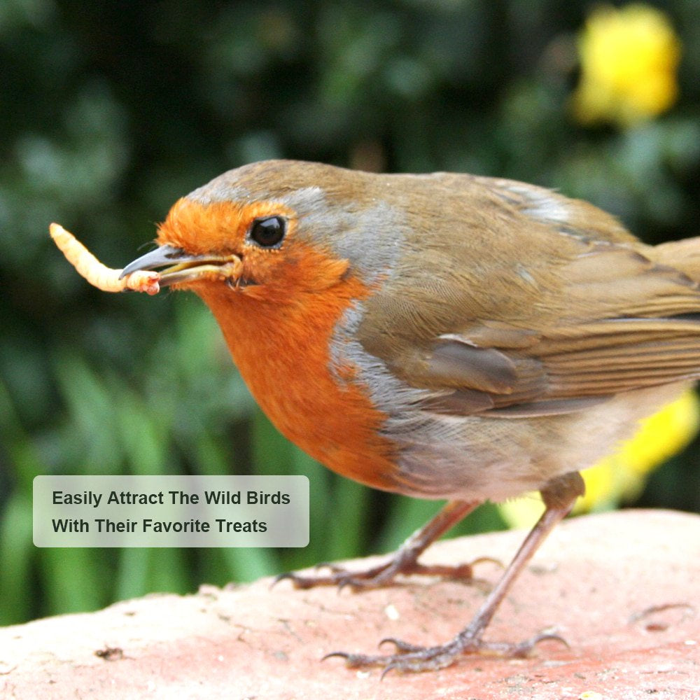 LUCKYQ Dried Mealworms 11Lb,High-Protein Bulk Mealworms for Birds, Chickens, Turtles, Fish, Hamsters, and Hedgehogs, Non-Gmo and Chemical Free, All Natural Animal Feed Animals & Pet Supplies > Pet Supplies > Small Animal Supplies > Small Animal Food LUCKYQ   