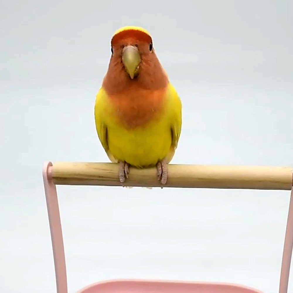 Parrot Training Perch Stands