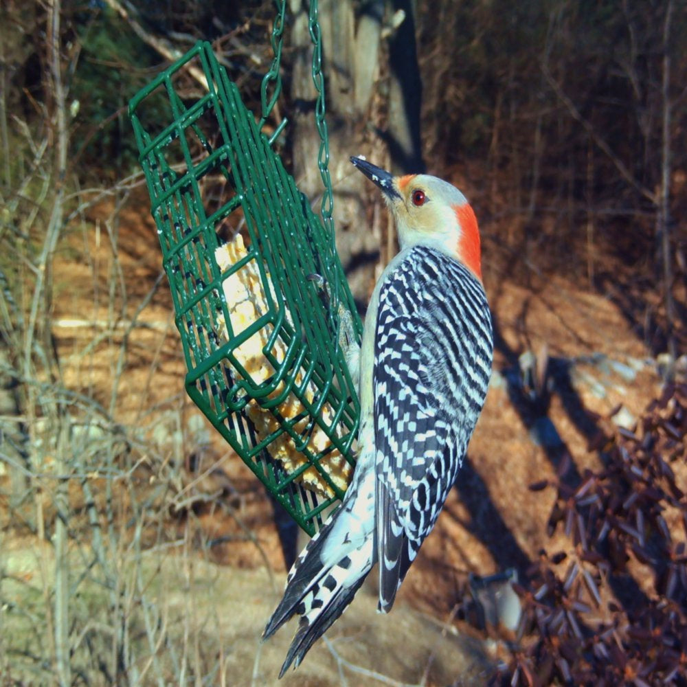 C&S High Energy Large Suet, Super Sized, 3.5 Lb Cake, Wild Bird Food Animals & Pet Supplies > Pet Supplies > Bird Supplies > Bird Food Central Garden and Pet   