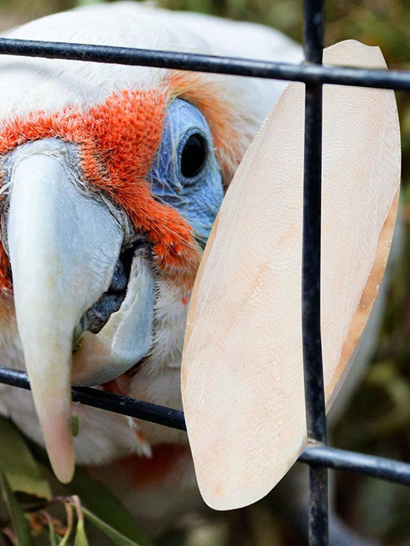 Natural Cuddle Bone Parrot Chew Toys Chewing Cuttlefish Bone Bird Cuttlebone for Parakeets Cockatiel Macaw Conur (10Pcs)
