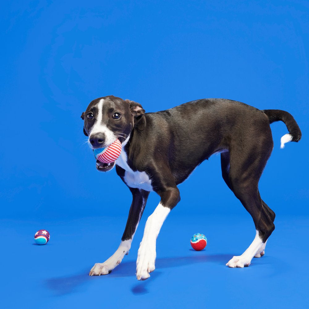 BARK Fetch of July - 3 Yankee Doodle Dog Tennis Ball Toys, Includes Squeakers, All Dog Sizes
