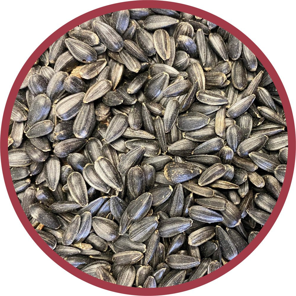 Pennington Select Black Oil Sunflower Seed Wild Bird Feed, 20 Lb. Bag Animals & Pet Supplies > Pet Supplies > Bird Supplies > Bird Food CENTRAL GARDEN & PET COMPANY   