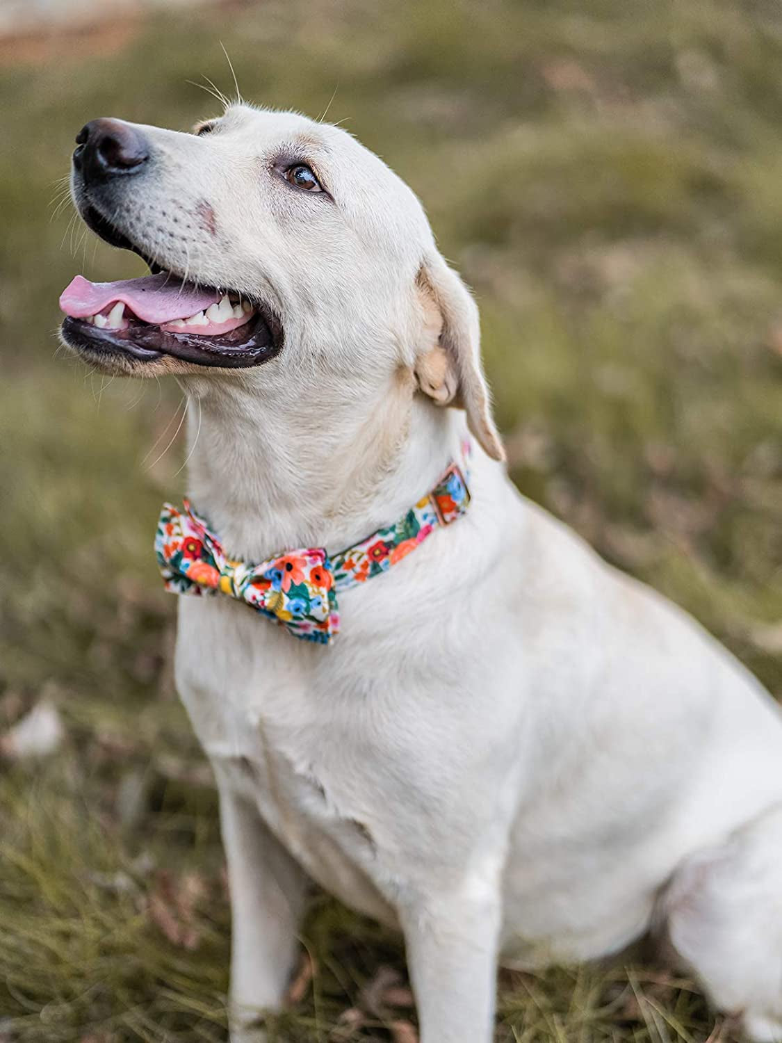 Elegant Little Tail Dog Collar with Bow, Cotton & Webbing, Bowtie Dog Collar, Adjustable Dog Collars for Small Medium Large Dogs and Cats Animals & Pet Supplies > Pet Supplies > Dog Supplies > Dog Apparel Elegant little tail   