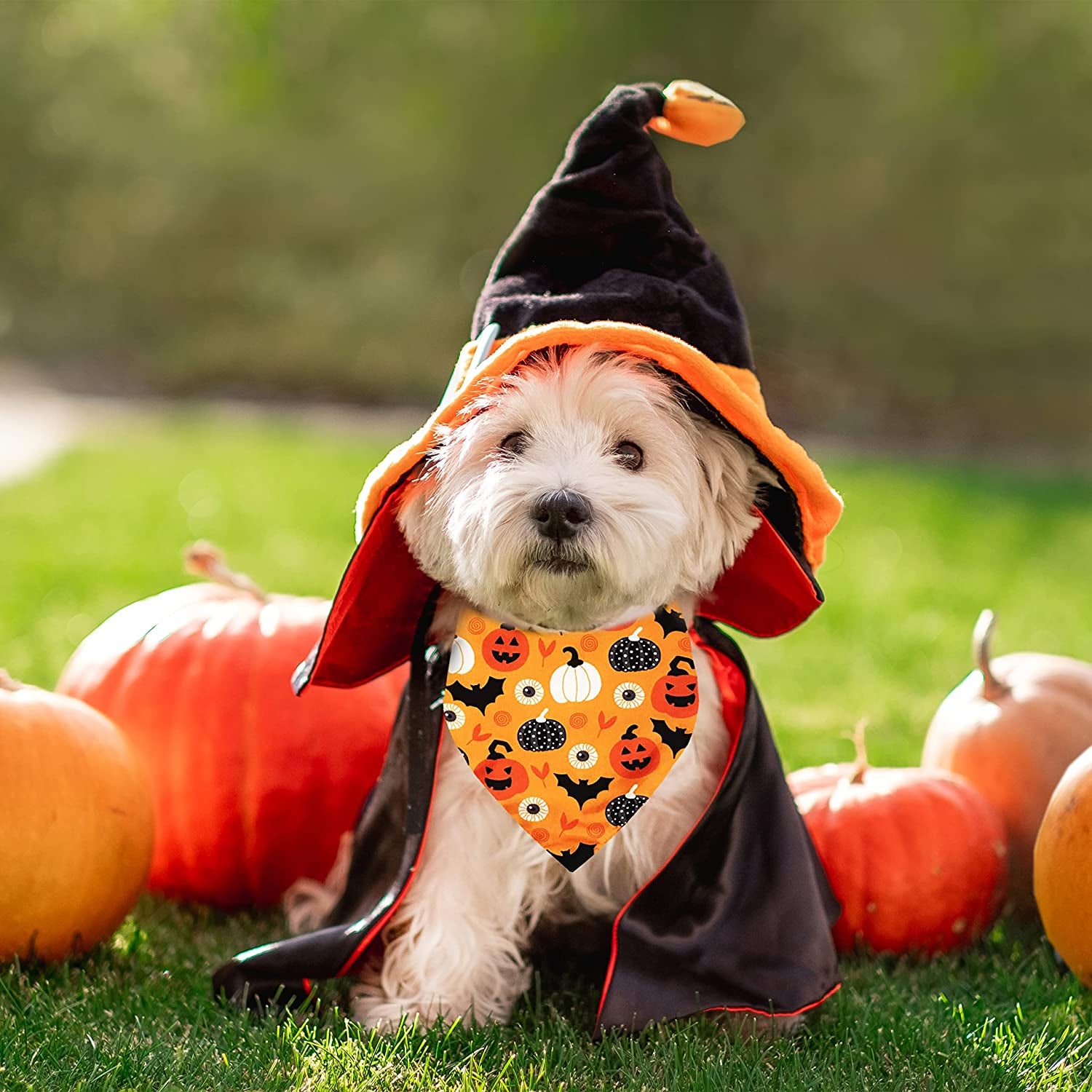 2 Pack Halloween Dog Bandana, Holiday Cat Pumpkin Candy Corn Bandana Bibs Scarf Accessories for Small Mediun Large Dogs and Cats Pets Puppies (Large) Animals & Pet Supplies > Pet Supplies > Dog Supplies > Dog Apparel Pohshido   