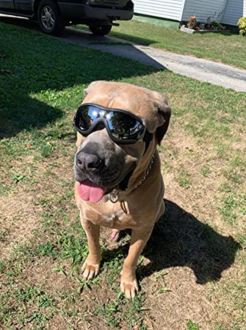 Doggles sunglasses clearance