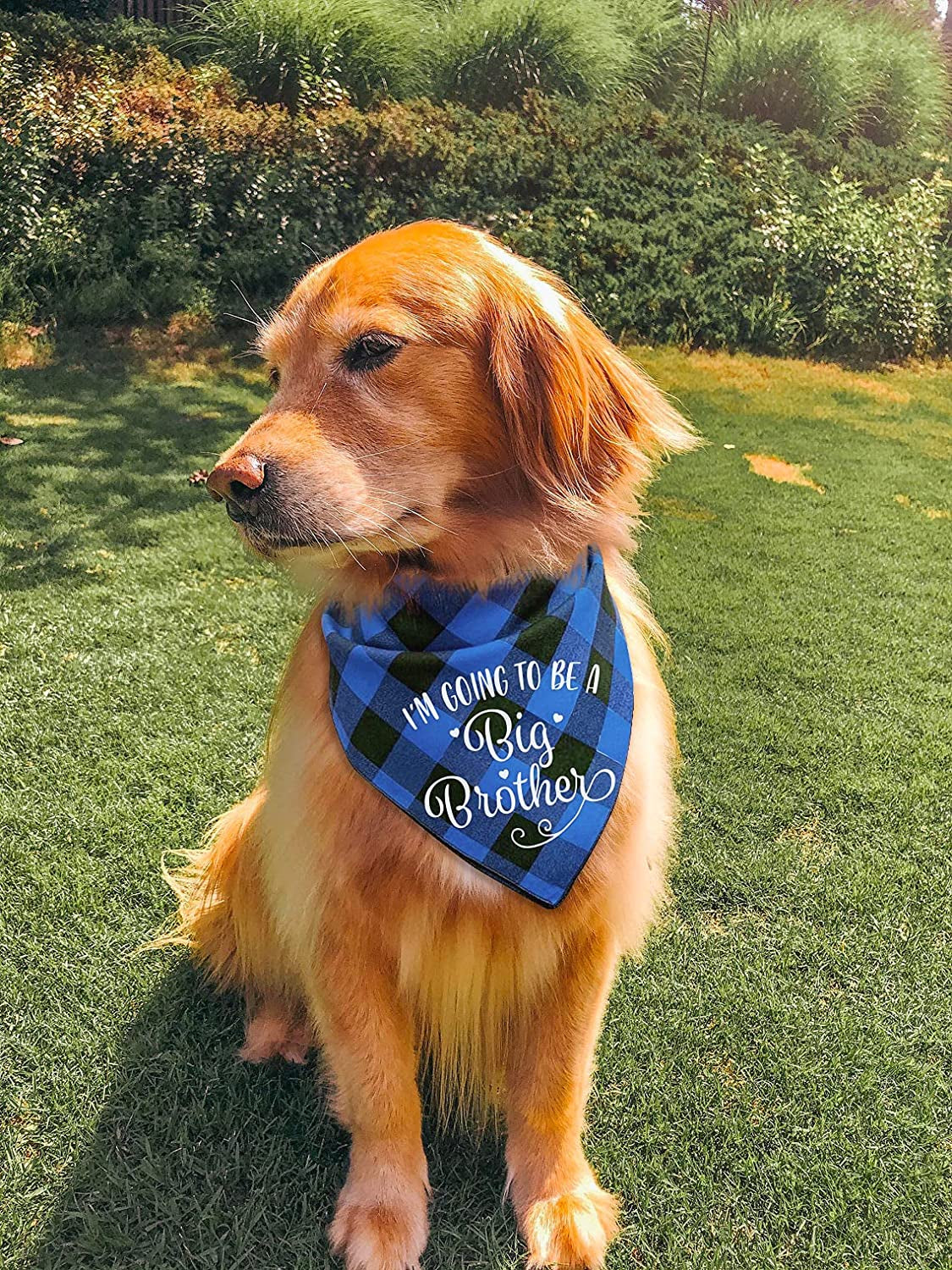 NC YHTWIN I'M Going to Be a Big Brother Dog Bandanas, Pet Baby Bulletin Plaid Dog Scarf, Gender Revealing Photo Props, Pet Dog Photo Props Accessories Animals & Pet Supplies > Pet Supplies > Dog Supplies > Dog Apparel YHTWIN   