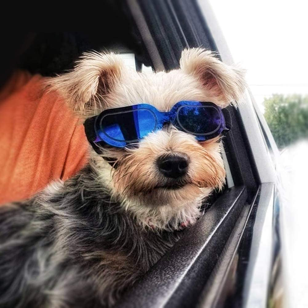 ENJOYING Dog Goggles Small Dog Sunglasses UV Protection Big Cat Glasses Fog/Windproof Outdoor Doggy Eye Protective with Adjustable Band for Small Dogs, Blue Animals & Pet Supplies > Pet Supplies > Dog Supplies > Dog Apparel Enjoying   