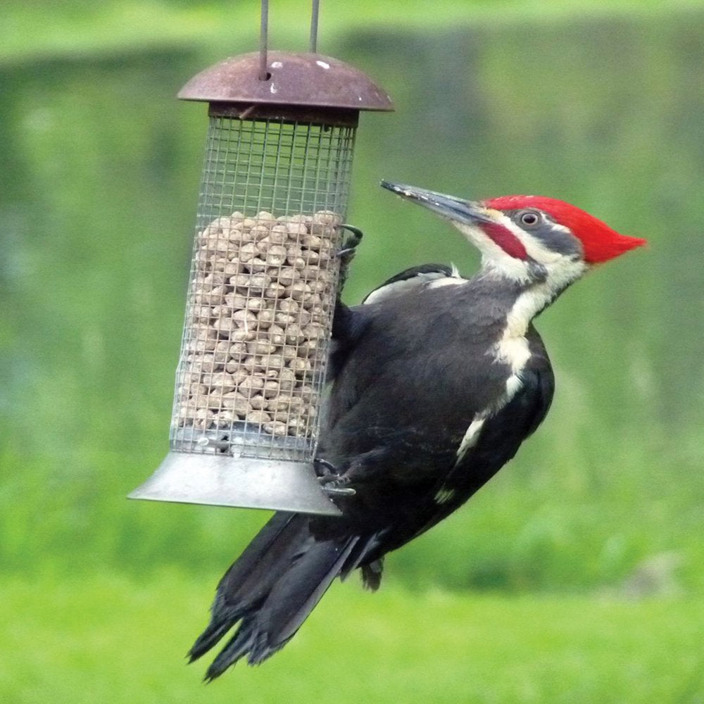 C&S Woodpecker Suet Nuggets, No Melt - No Waste, 8 Lb, Wild Bird Food Animals & Pet Supplies > Pet Supplies > Bird Supplies > Bird Food Central Garden and Pet   