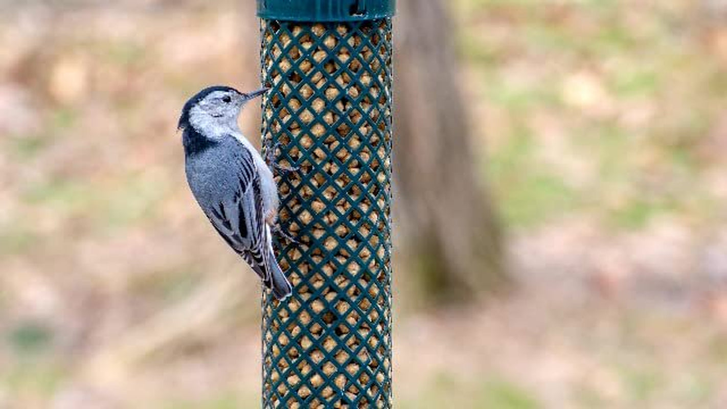 C&S Woodpecker Treat Suet Plug 11 Ounces, 12 Pack Animals & Pet Supplies > Pet Supplies > Bird Supplies > Bird Treats Central Garden & Pet   