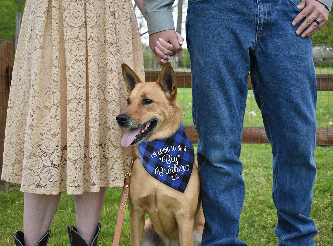 NC YHTWIN I'M Going to Be a Big Brother Dog Bandanas, Pet Baby Bulletin Plaid Dog Scarf, Gender Revealing Photo Props, Pet Dog Photo Props Accessories Animals & Pet Supplies > Pet Supplies > Dog Supplies > Dog Apparel YHTWIN   