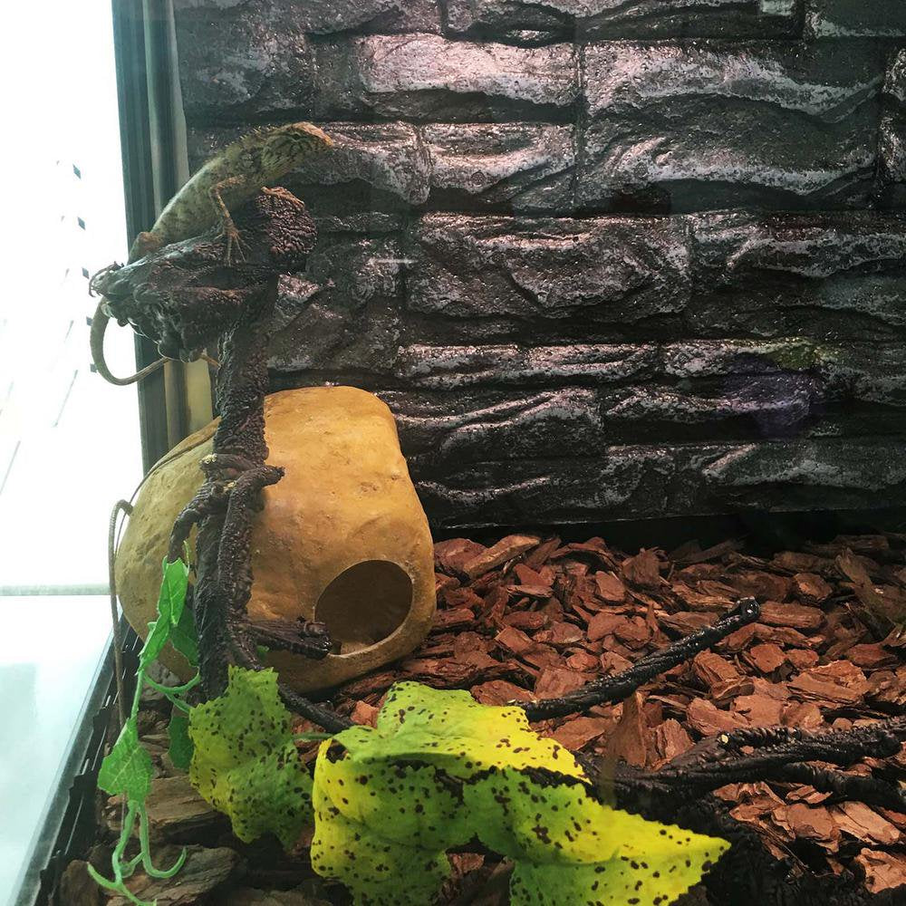 Fovolat Reptile Climbing Vines Plastics Jungle Vines Branches Pet Tank Habitat Terrarium Decor for Geckos Hermit Crabs Snakes and More Reptile Perched Competent Animals & Pet Supplies > Pet Supplies > Small Animal Supplies > Small Animal Habitat Accessories Fovolat   