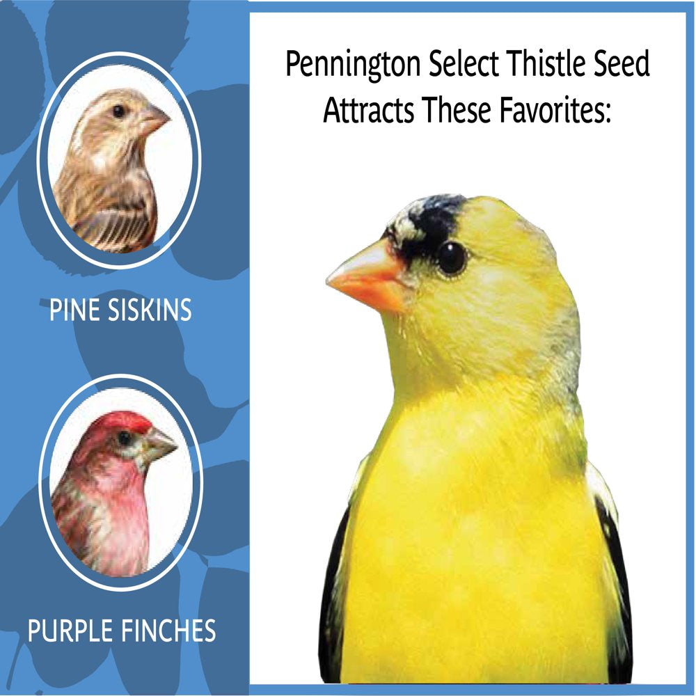 Pennington Select Thistle Seed, Wild Bird Feed and Seed, 20 Lb. Bag Animals & Pet Supplies > Pet Supplies > Bird Supplies > Bird Food CENTRAL GARDEN & PET COMPANY   