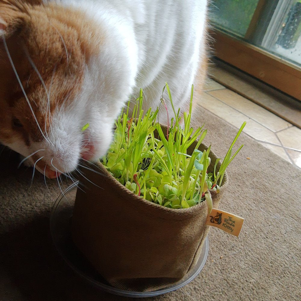 Organic Cat Grass Kit (Cat Salad) Organic Greens, Eco-Friendly, Brand: the Rude Kitty Animals & Pet Supplies > Pet Supplies > Cat Supplies > Cat Treats The Rude Kitty   