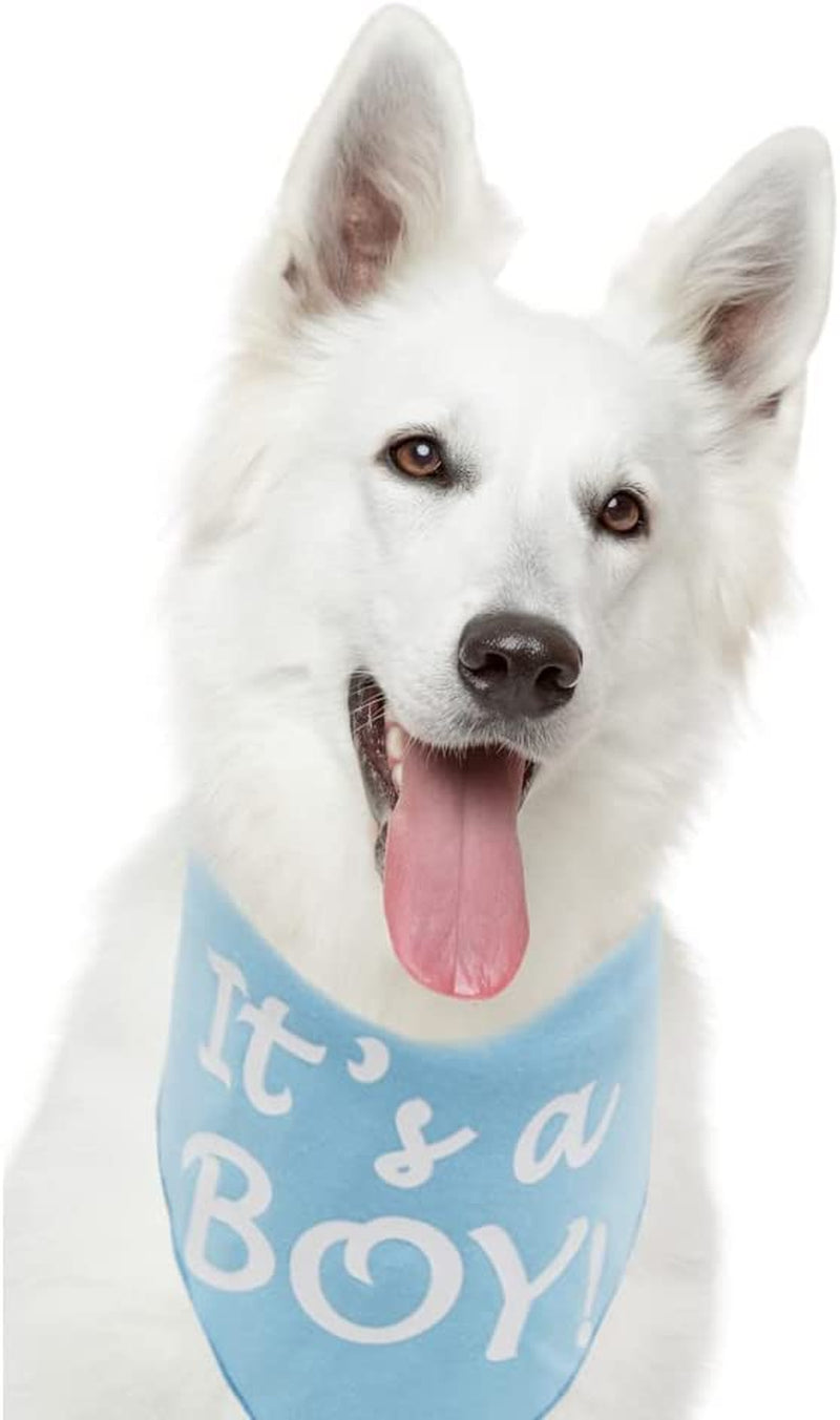 It’S a Boy or It’S a Girl Dog Bandana Pregnancy Announcement Dog Bandana Baby Announcement Triangle Pet Scarf Scarves Gender Reveal Photo Prop Blue Animals & Pet Supplies > Pet Supplies > Dog Supplies > Dog Apparel Barleygoo   