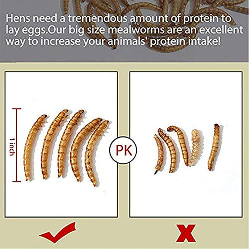 Non-Gmo Dried Mealworms, 100% Non-Gmo Natural High-Protein, Treats for Chicken, Fish, Wild Birds, Bird Food, BSF Larvae Treats for Hen, Duck Animals & Pet Supplies > Pet Supplies > Bird Supplies > Bird Treats SKYSONIC   