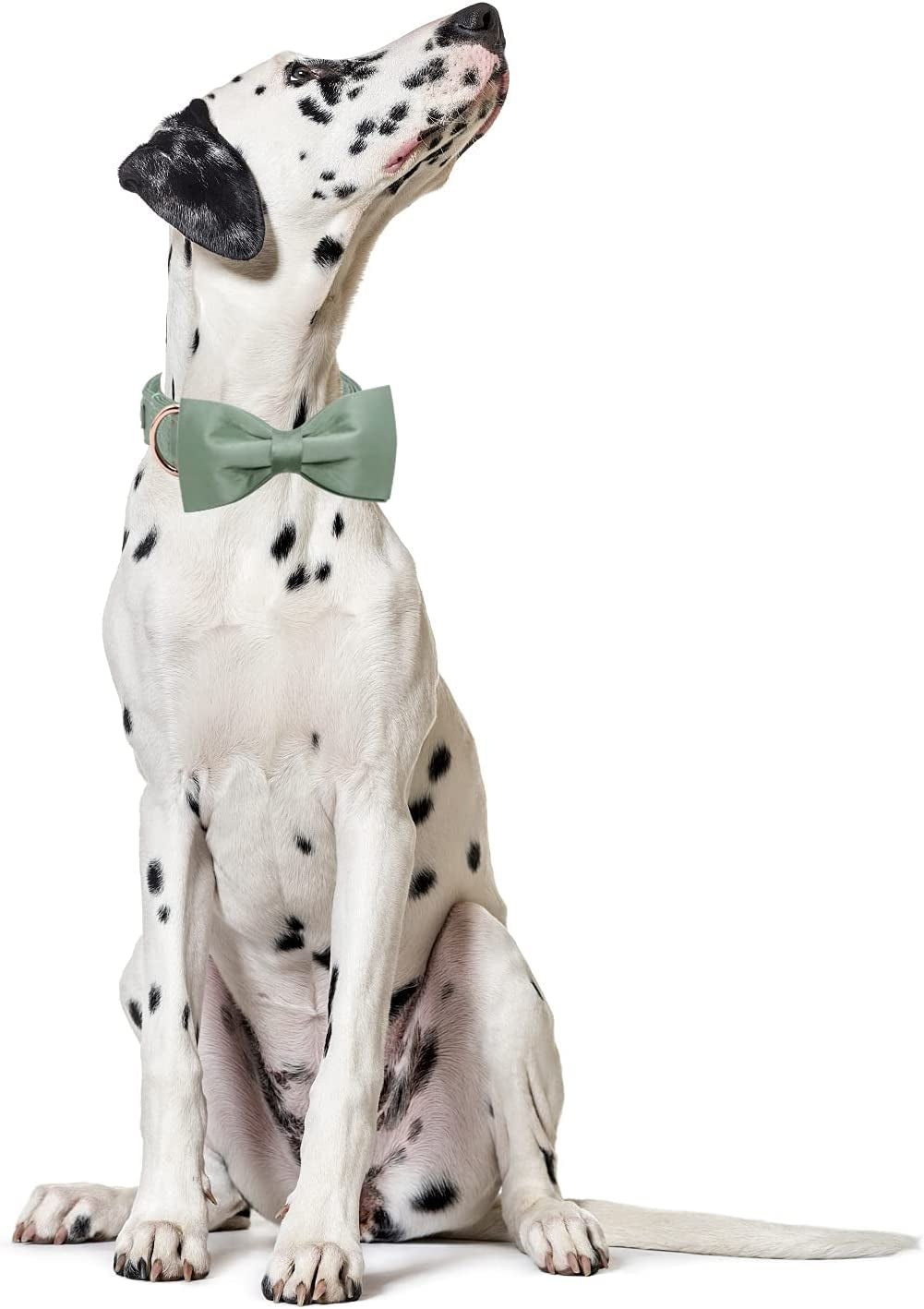 Lionet Paws Bowtie Dog Collar - Comfortable Silk Green Dog Collar with Detachable Bow Tie for Large Dogs, Neck 16-24 Inches Animals & Pet Supplies > Pet Supplies > Dog Supplies > Dog Apparel lionet paws   