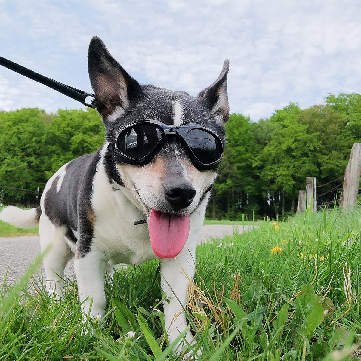 PEDOMUS Dog Goggles Small Dog Sunglasses Adjustable Strap for UV Sunglasses Waterproof Protection for Dogs (Black) Animals & Pet Supplies > Pet Supplies > Dog Supplies > Dog Apparel PEDOMUS BLACK  