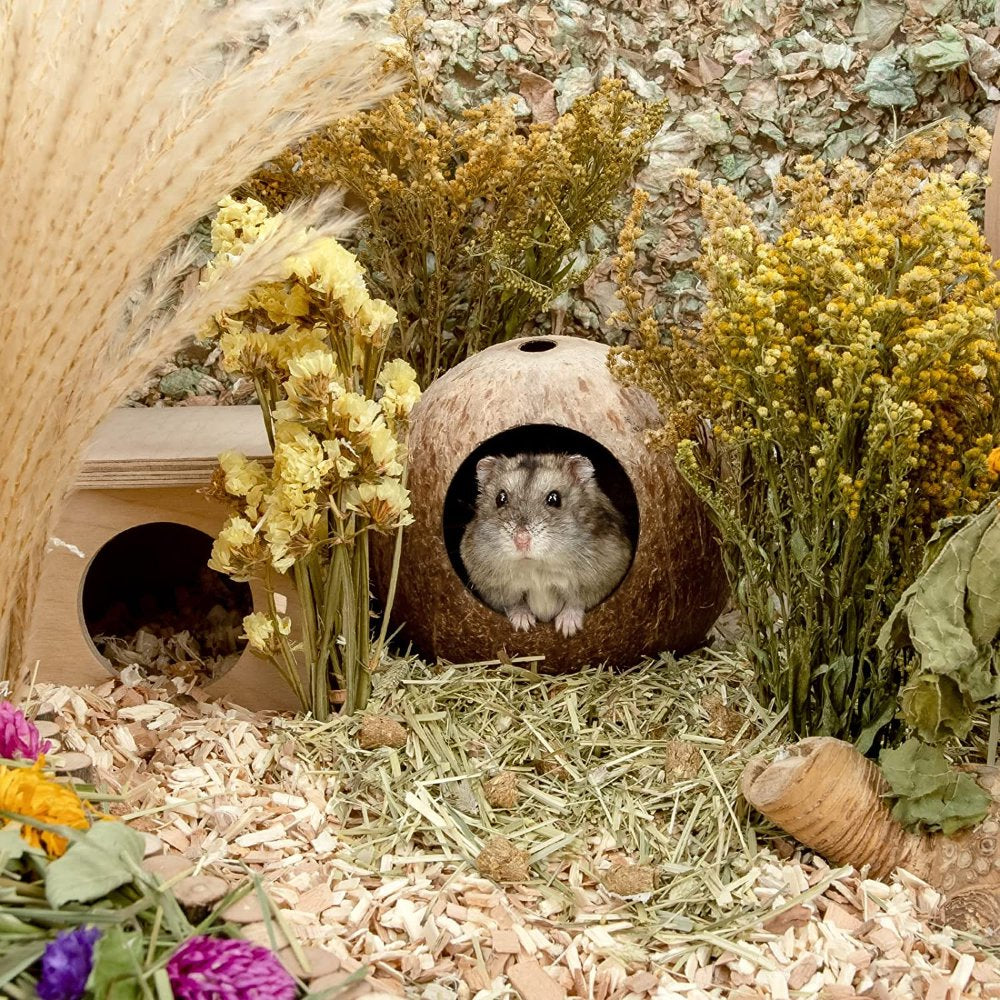 Coconut Hut Hamster House Bed for Gerbils Mice Small Animal Cage Habitat Décor Natural Coconut Shell House Cage Hamster Animals & Pet Supplies > Pet Supplies > Small Animal Supplies > Small Animal Habitats & Cages Suteng   