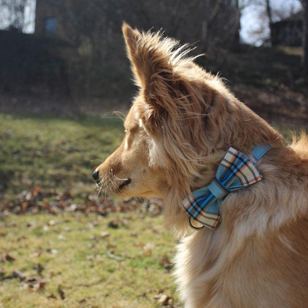 Lionet Paws Boy Dog Collar with Bowtie, Comfortable Adjustable Cute Blue Plaid Bow Tie Collar for Male Dogs Gift, Small, Neck 10-16 Inches Animals & Pet Supplies > Pet Supplies > Dog Supplies > Dog Apparel lionet paws   