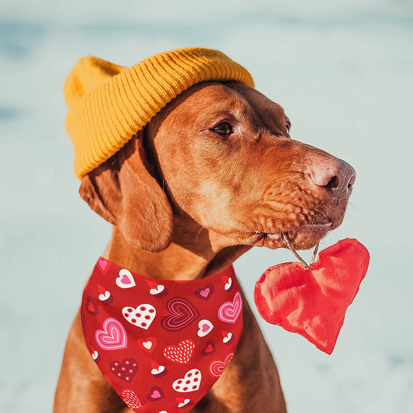 Valentines Dog Bandana, Holiday Cat Bandana Heart 2 Pack Scarfs for Small Medium Large Dogs Cats Pet Puppies Animals & Pet Supplies > Pet Supplies > Dog Supplies > Dog Apparel Pohshido   