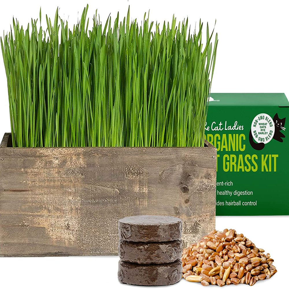 The Cat Ladies Organic Cat Grass Growing Kit with Black Wooden Planter Animals & Pet Supplies > Pet Supplies > Cat Supplies > Cat Treats The Cat Ladies Rustic  