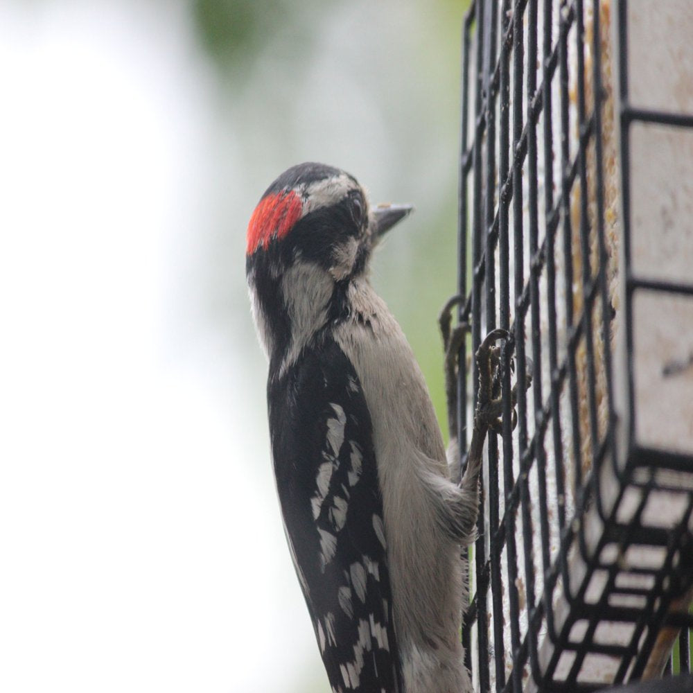 Heath Outdoor Products Wild Bird Suet Cake Woodpecker Bird Food Peanut and Almond Suet, (12 Pack)