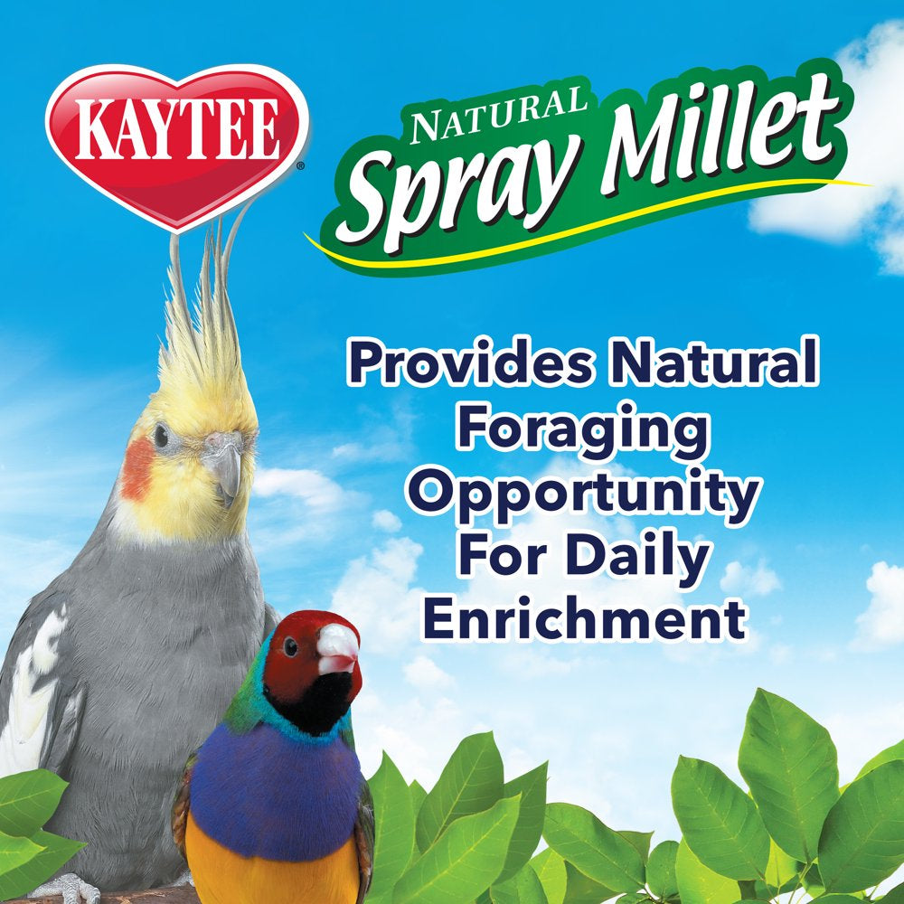 Kaytee Gold Spray Millet for Birds 5 Lb Animals & Pet Supplies > Pet Supplies > Bird Supplies > Bird Treats Central Garden and Pet   