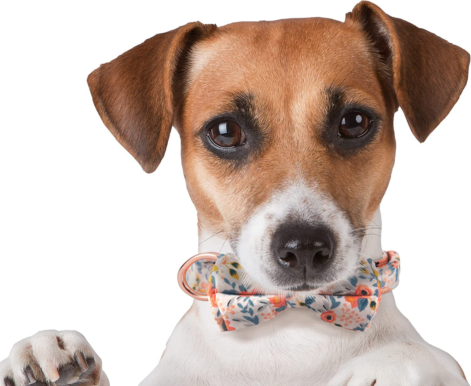 My Lovely Paws, Spring Girl Dog Collars with Bow Tie, Dog Collar Girl for Small Medium Large Dogs, Female Dog Collars, Bowtie Dog Collar Floral - Pink Bag Included Orange Animals & Pet Supplies > Pet Supplies > Dog Supplies > Dog Apparel TBe   