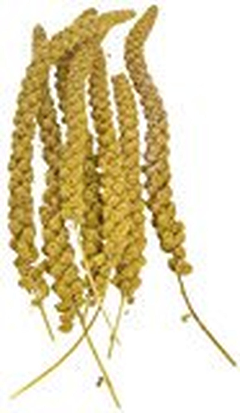 Sunseed Golden Millet Spray Natural Bird Treat Animals & Pet Supplies > Pet Supplies > Bird Supplies > Bird Treats SunSeed   